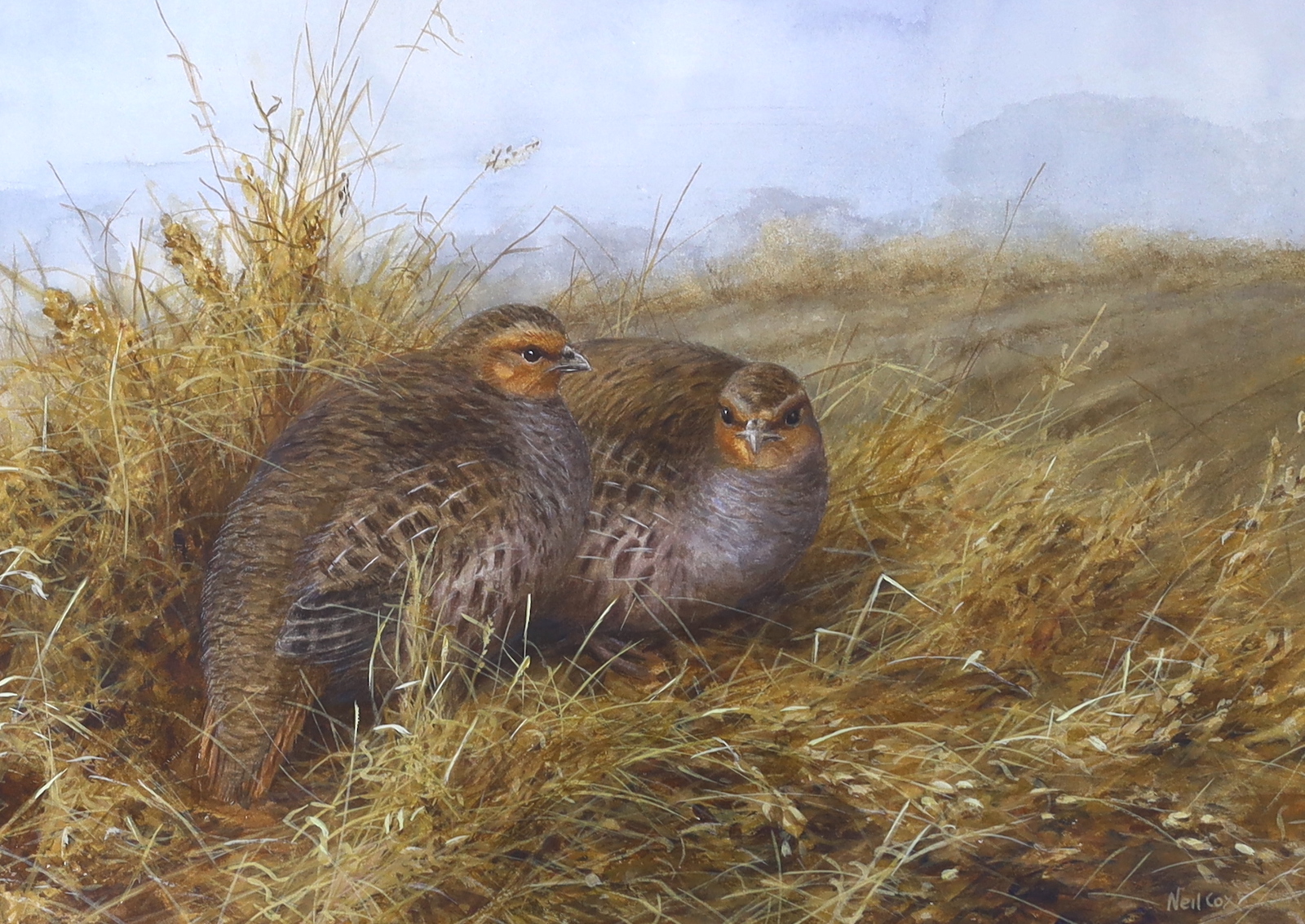 Neil Cox (b.1955), watercolour, Two partridges, signed, 25 x 34cm